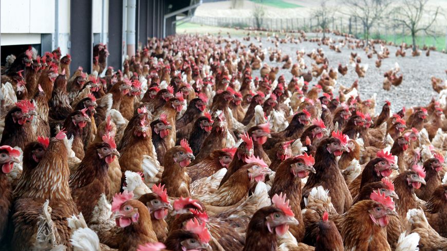 Elevage industriel : 40 000 poules pondeuses à Semoine (L'Est-Eclair du 04 février 2020)